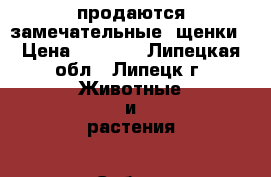 продаются замечательные  щенки › Цена ­ 7 000 - Липецкая обл., Липецк г. Животные и растения » Собаки   . Липецкая обл.,Липецк г.